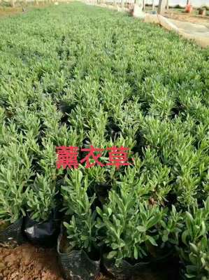 山東青州 從浪漫熏衣草花海到覆蓋華北的園林綠化產(chǎn)業(yè)鏈